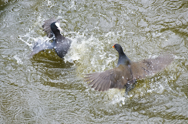 Coot and Moorhen Fighting at Worsborough Reservoir, Barnsley