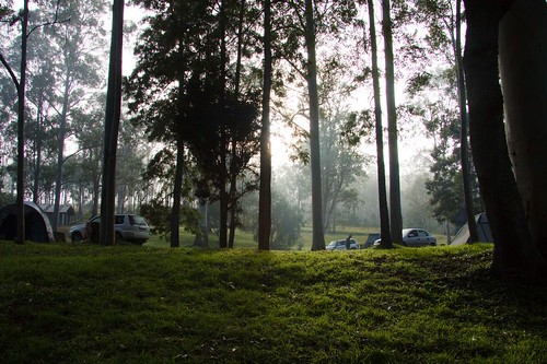 morning mist fog landscape peachtrees jimnastateforest