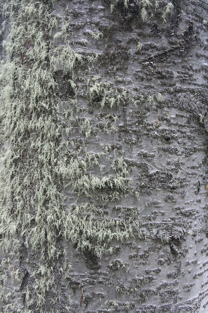 Abies lasiocarpa var. bifolia Bark with Lichen