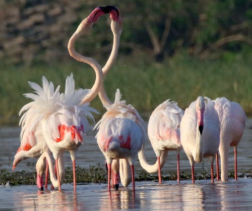 birds flamingo