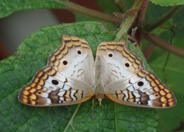 White Peacock Butterfly  [anartia jatrophae].   San Francisco Conservatory of Flowers,  Jan. 2017
