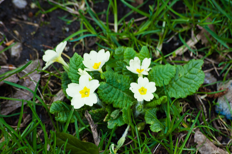Primrose flowering