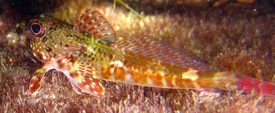 Dragonet