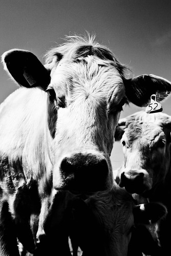 friendly cows | by bailey1950