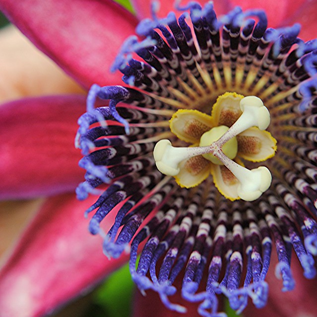 Giant purple Passion flower is a highlight of the butterfly garden