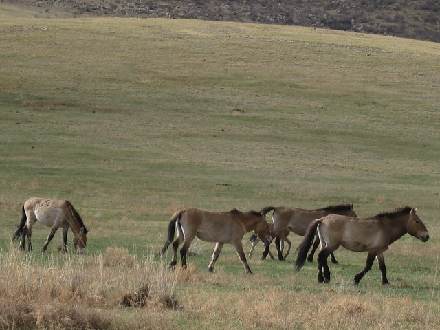 Mongolia 2011: Przewalski's Horse