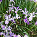 Flickr photo 'Toughleaf Iris-Taxonomy:binomial=