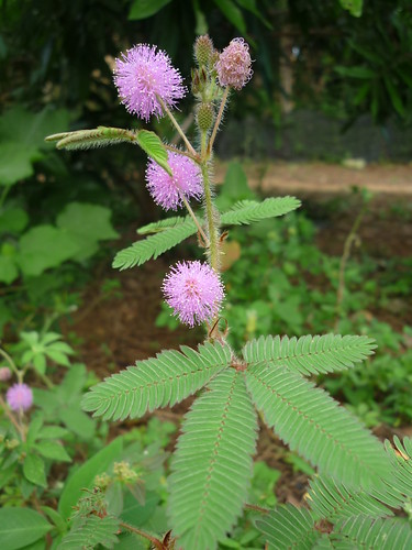 Trinh nữ, Mắc cở, Xấu hổ Mimosa Pudica L. họ đậu Fabaceae | Flickr