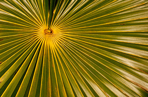 Cuba - palm frond | by Gordon M1