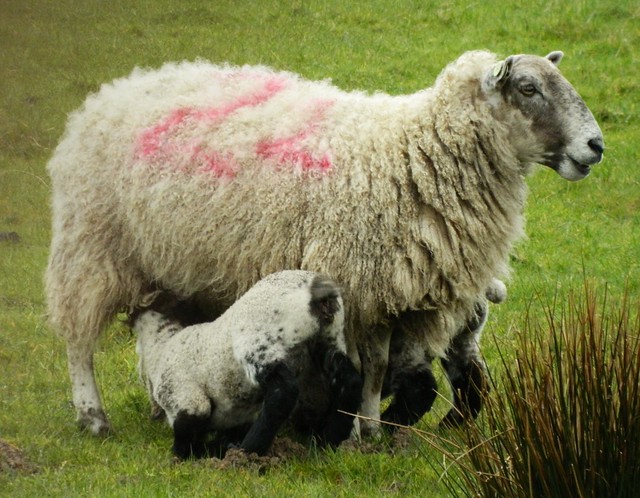 West Kilbride Sheep