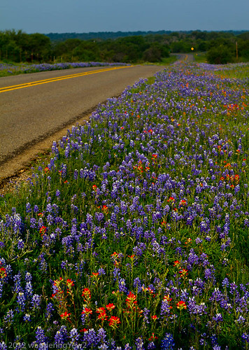 flower geotagged texas bluebonnet wildflower indianpaintbrush texaswildflowers texashillcountry geo:lat=30662113750960724 geo:lon=987967909964184