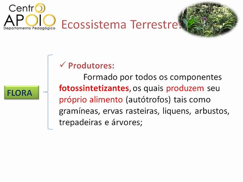 pirâmide alimentar | by Aulas De Biologia