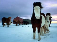 Horses in the Snow ng