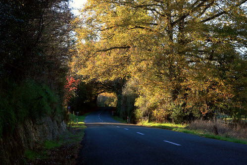 road autumn trees newzealand orange tree fall beautiful beauty leaves yellow rural landscape golden landscapes countryside arch outdoor country tunnel nelson foliage southisland colourful nationalgeographic dovedale tasmandistrict ilobsterit