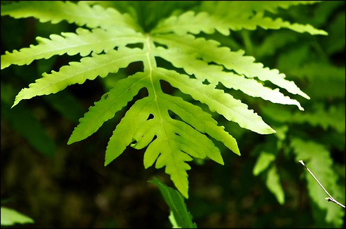 Sensitive Fern (Onoclea sensibilis) | by Jeannot7