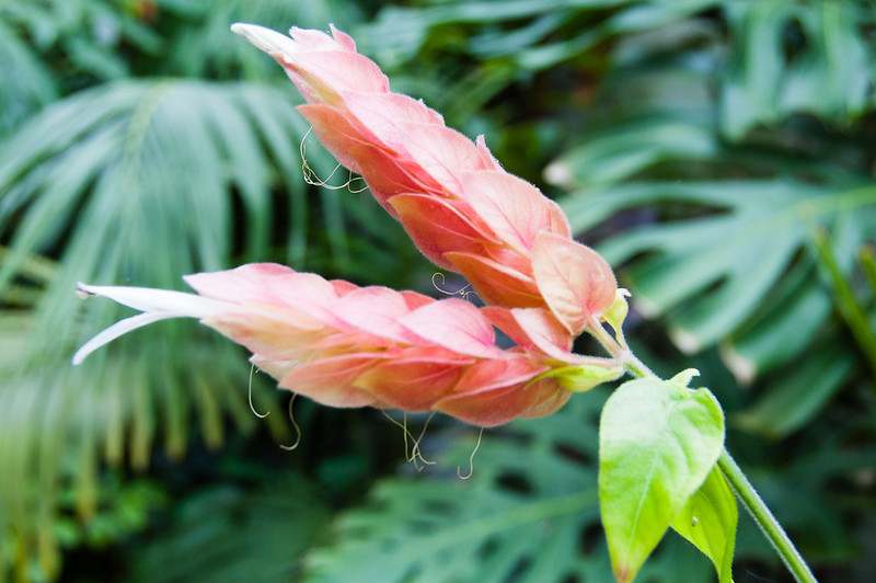 Access all areas 2 - Shrimp plant