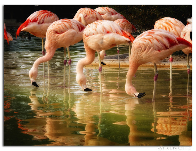 Chilean flamingos at Sea World in SA, TX