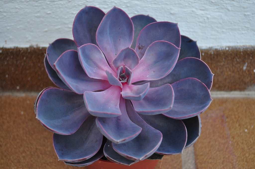 Echeveria Purple Pearl Dea Lunae Flickr