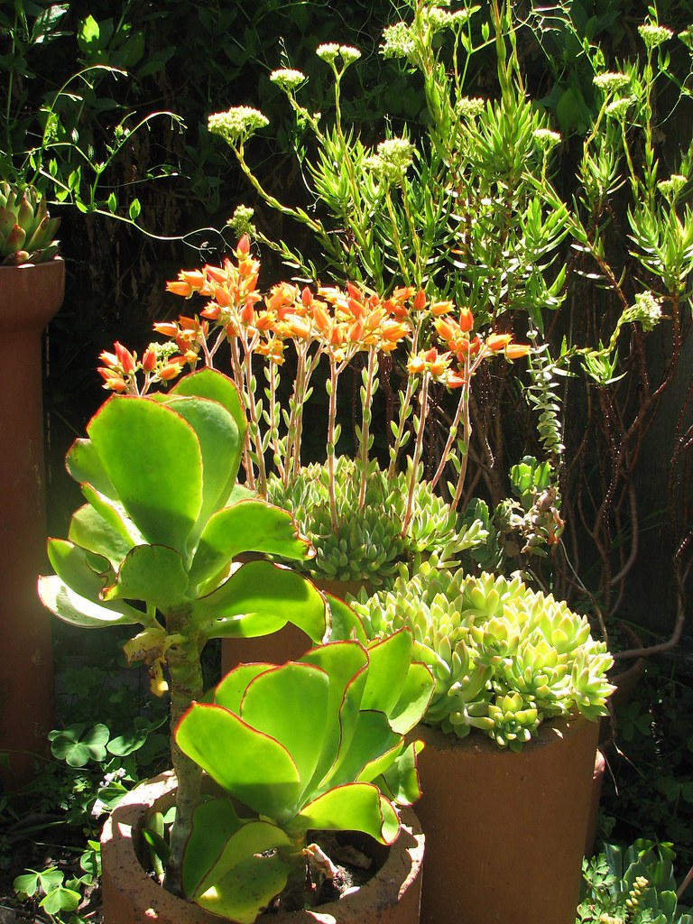 A succulent grouping planted in terra cotta drainage pipes
