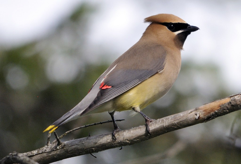 Photo of the week - Cedar waxwing (MA)