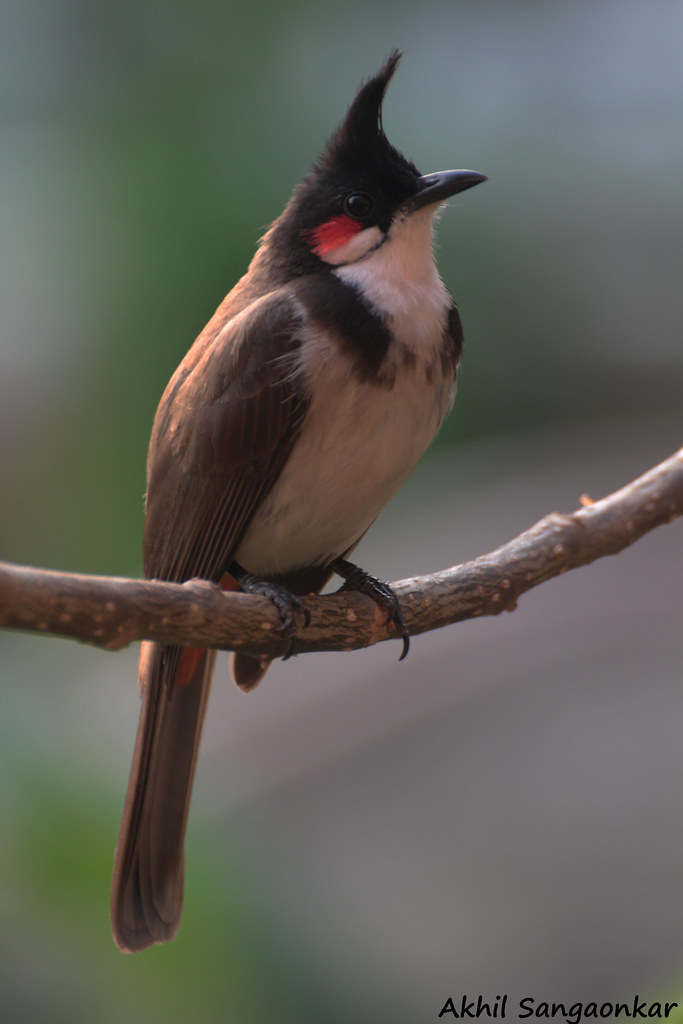 red whiskered bulbul | state bird of GOA ponda goa india www… | Flickr