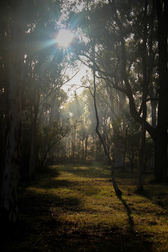 trees sun sunrise shadows australia