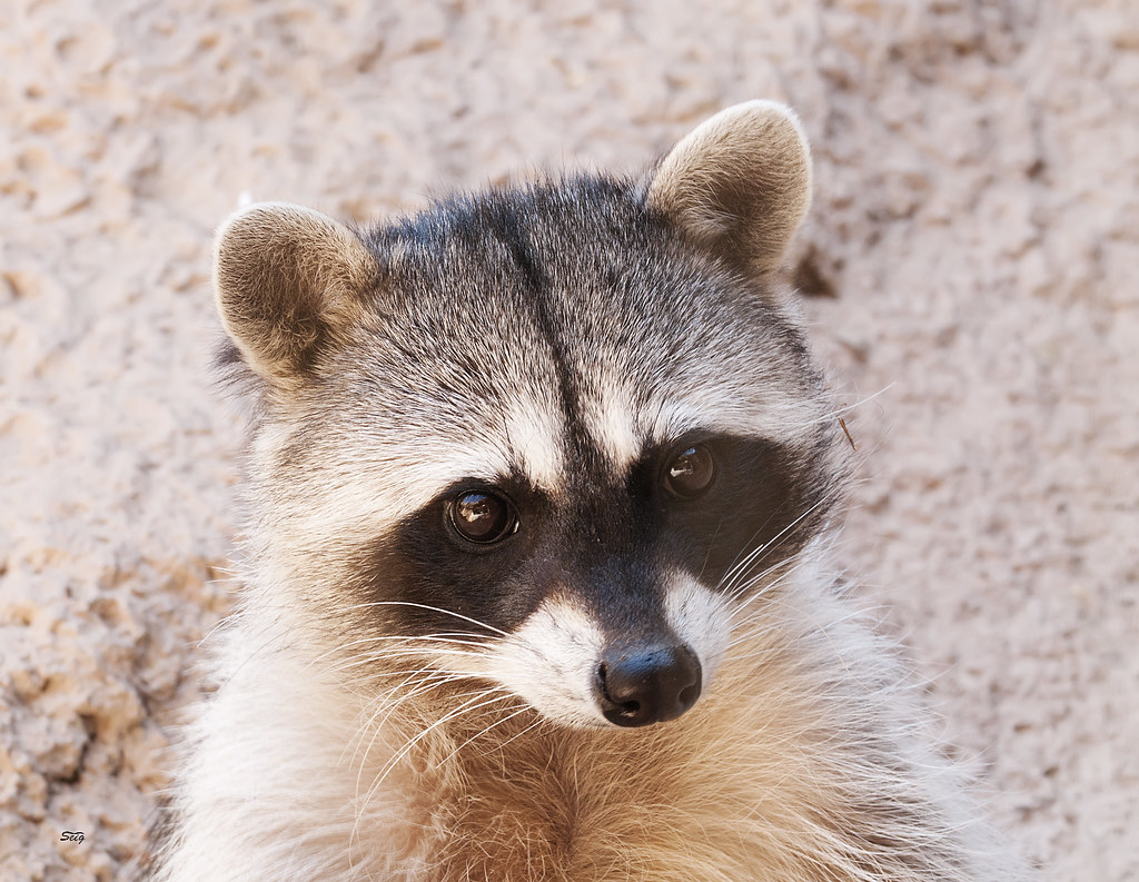 Common Raccoon Procyon lotor asdm_0801 | Common Raccoon Proc… | Flickr
