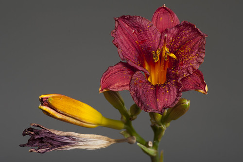 Red Lily, Gray Background (44/365) | by Nooks