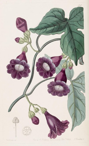 n149_w1150 | Edwards's botanical register.. London :James Ri… | Flickr