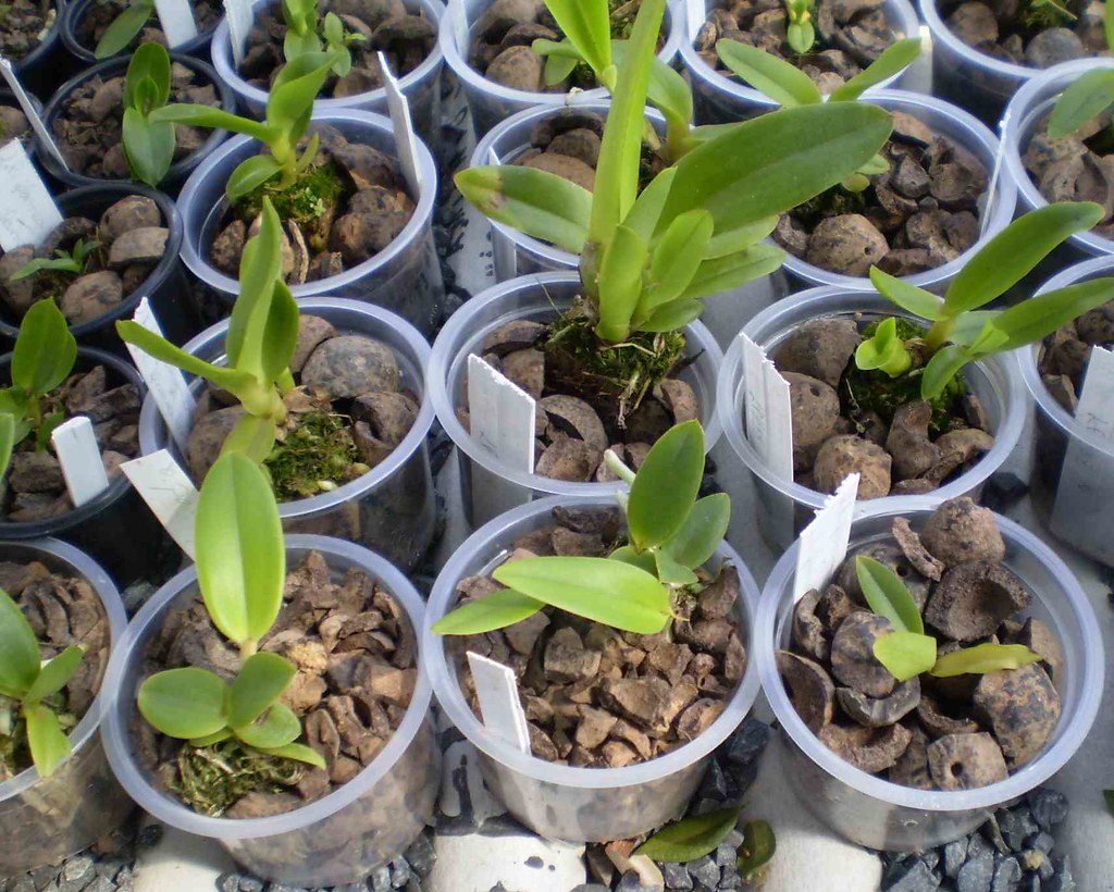 Seedlings Cattleya | Plantio em pedaços de coco de macaúba(r… | Flickr