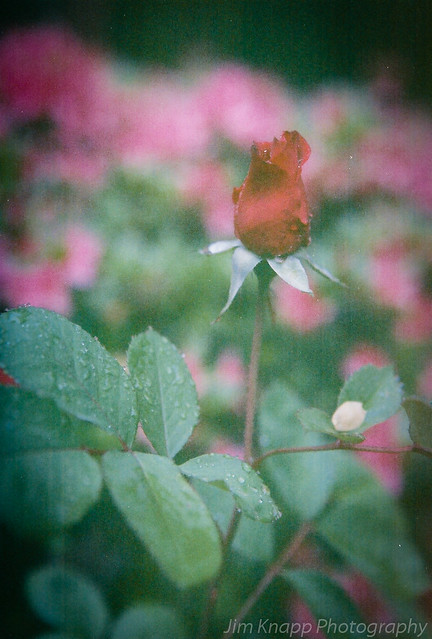 Rose, Raindrops (expired)