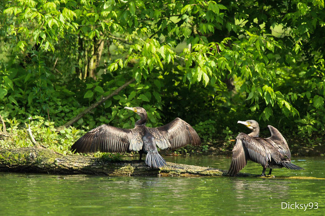 Grands cormorans (Phalacrocorax carbo) - Parc du château de Morsang-sur-Orge Essonne