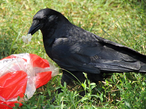American Crow Eating Bread | by Mr.TinDC