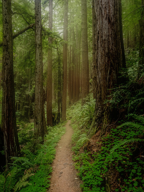 Purisma Creek Redwoods, Morning Mist, #2