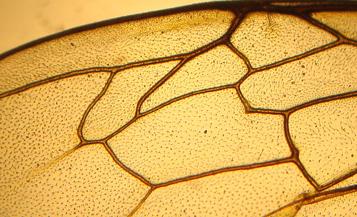 Part of a honey bee's wing 2 | by M E For Bees (Was Margaret Edge The Bee Girl)