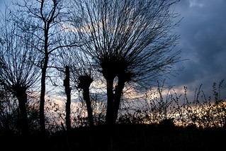 Tree Branches at Sunset - Kirkby on Bain, Lincolnshire UK