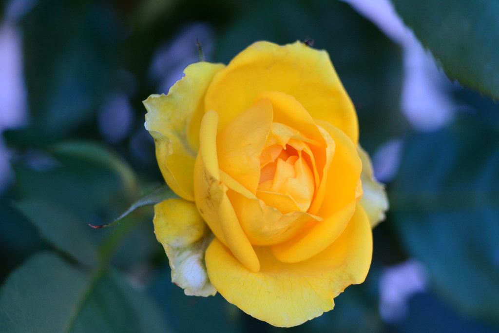 Miniature Yellow Rose | I bought this miniature rose for my … | Flickr