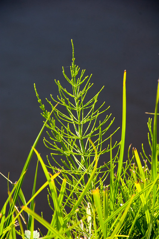 Horsetail by a canal