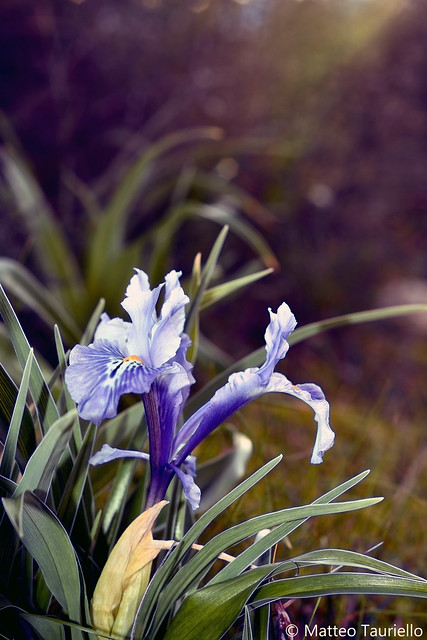 Wide-leaved Iris (Iris planifolia)