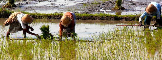 Reisanbau auf Java