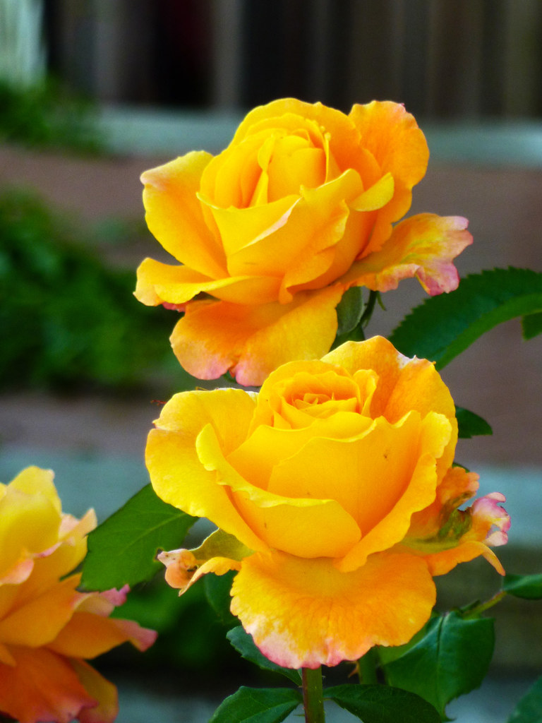 batalla Superar Incorporar Rosas amarillas | El lenguaje de las flores, a veces llamada… | Flickr