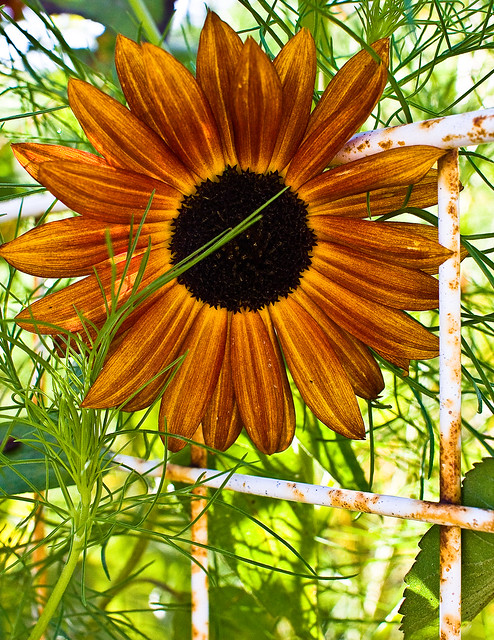 Rusty the Sunflower