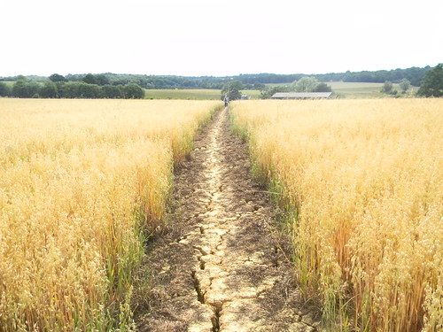 Through oats Tenterden to Rye