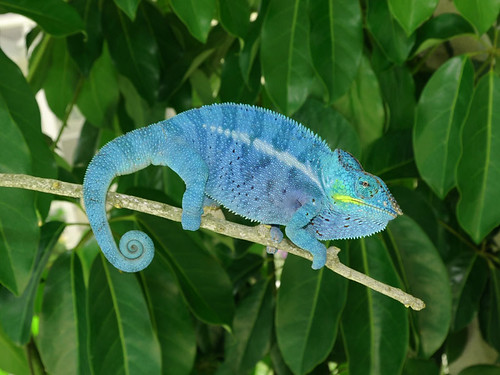 camaleonte