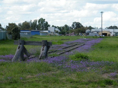green grass weeds purple tara tracks railway queensland fujifilm s2000hd