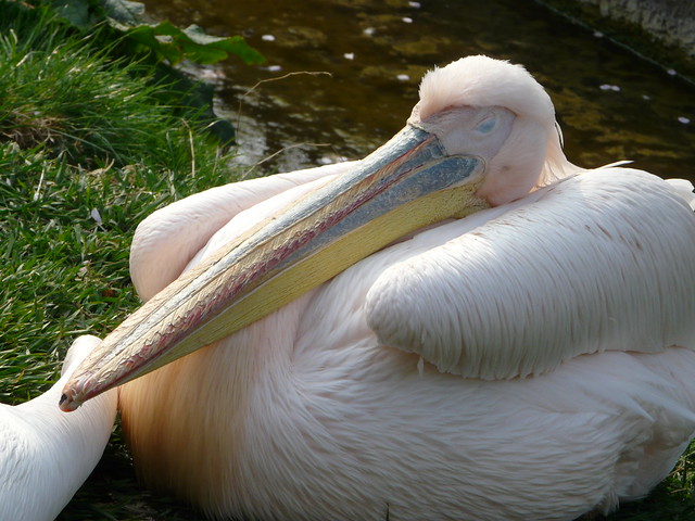 London Zoo, sleeping pelican