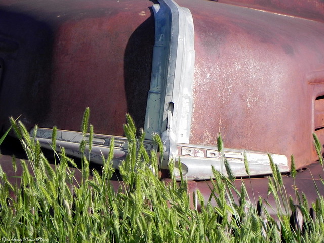 Ford in the Grass, Terry, Montana