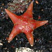 Flickr photo 'Leather Star - Dermasterias imbricata' by: Myxacium.