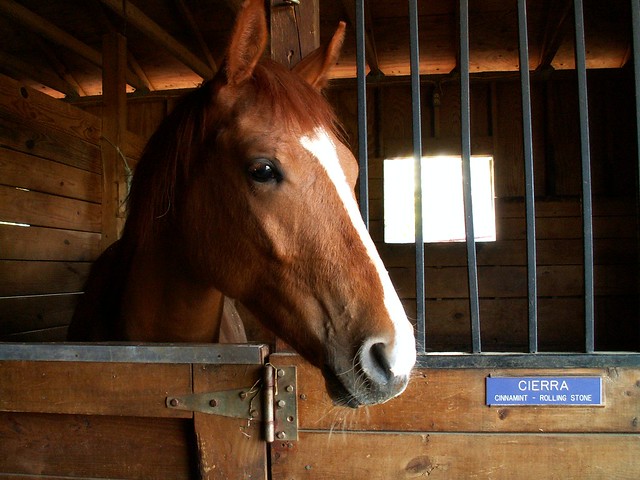 Thoroughbred Horses on the Farm