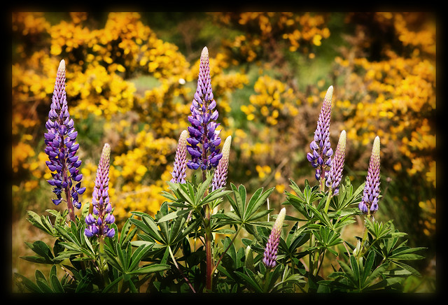 More Lupins
